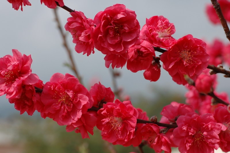 红桃花          红桃花是外来品种,花红色,为观赏性桃花,跟本地的