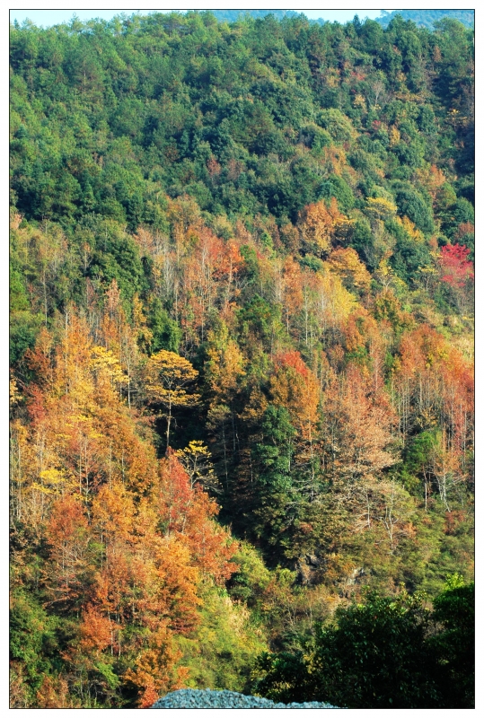 梁野山人口_武平梁野山